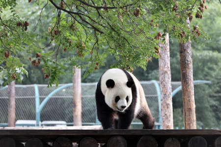 Giant panda in the zooの写真素材