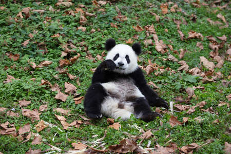 Giant panda in the zooの写真素材