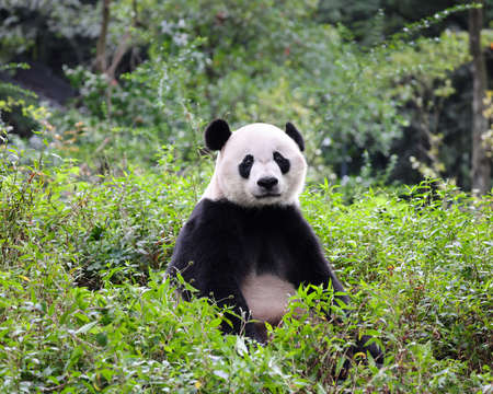 Giant panda in the zooの写真素材