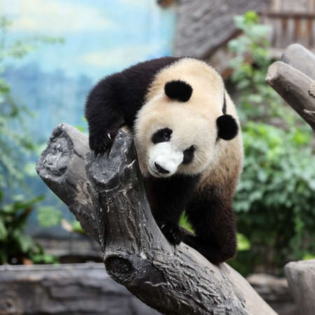 Giant panda in the zooの写真素材