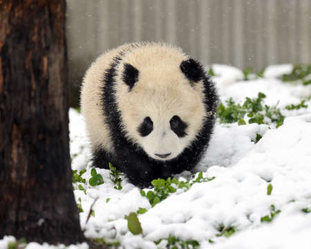 Giant panda in the zooの写真素材