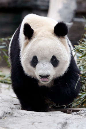 Giant panda in the zooの写真素材