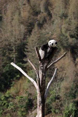 Giant panda in the zooの写真素材