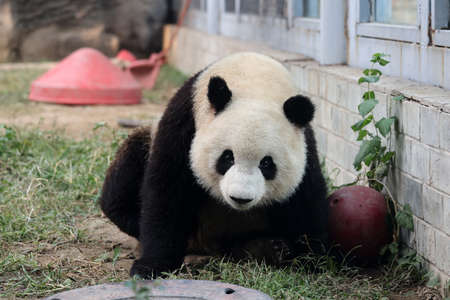 Giant panda in the zooの写真素材