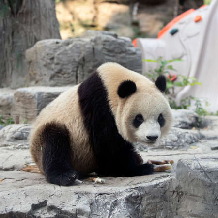Giant panda in the zooの写真素材