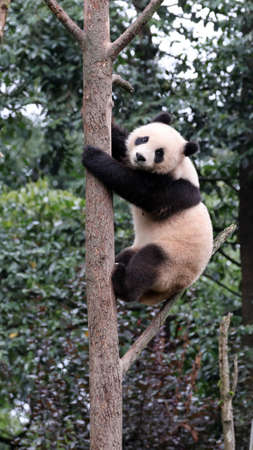 Giant panda in the zooの写真素材