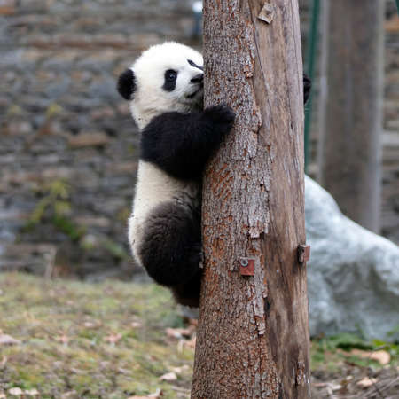 Giant panda in the zooの写真素材