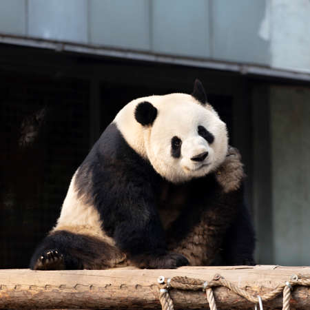 Giant panda in the zooの写真素材