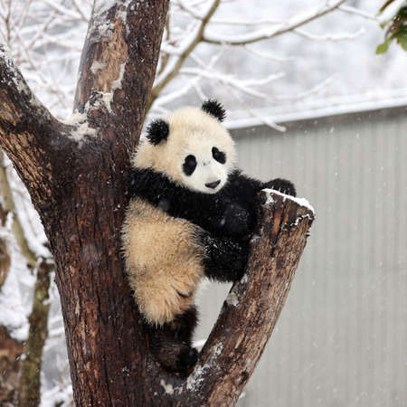 Giant panda in the zooの写真素材