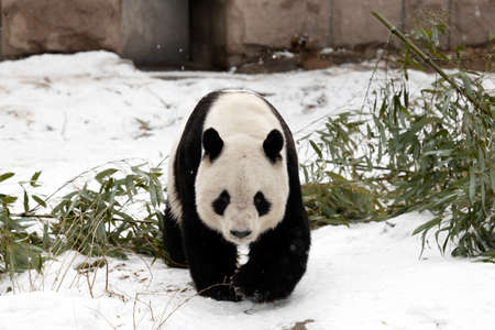 Giant panda in the zooの写真素材