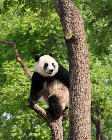Giant panda in the zooの写真素材