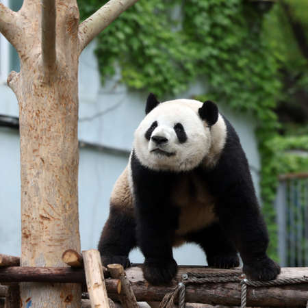 Giant panda in the zooの写真素材