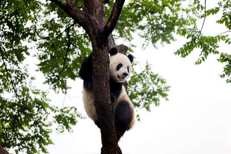 Giant panda in the zooの写真素材