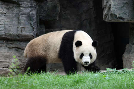 Giant panda in the zooの写真素材