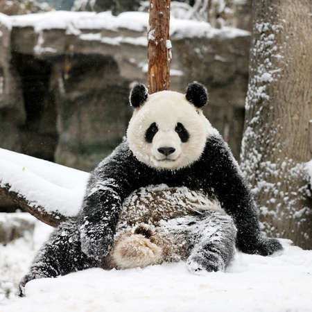 Giant panda in the zooの写真素材