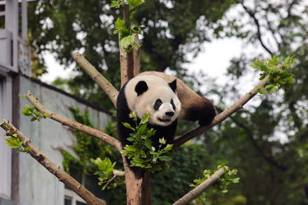 Giant panda in the zooの写真素材