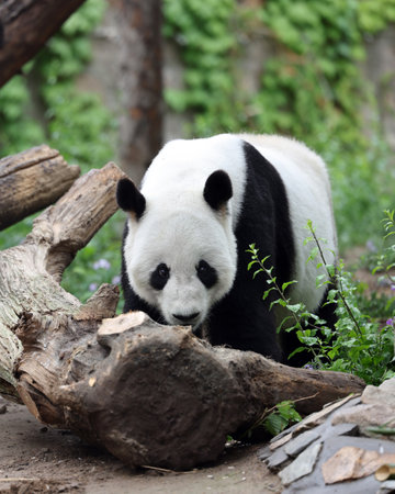 Giant panda in the zooの写真素材