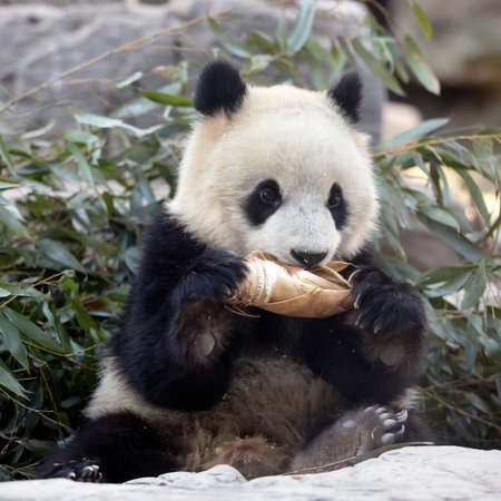 Giant panda in the zooの写真素材