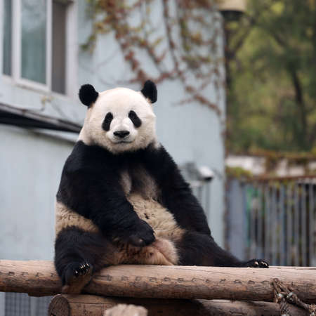 Giant panda in the zooの写真素材
