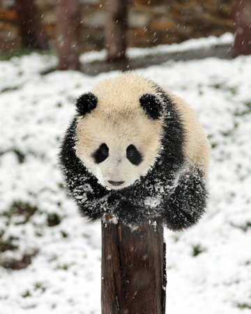 Giant panda in the zooの写真素材