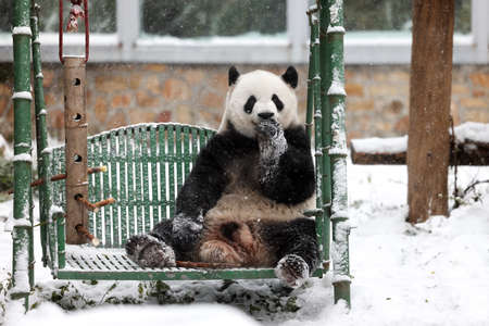 Giant panda in the zooの写真素材