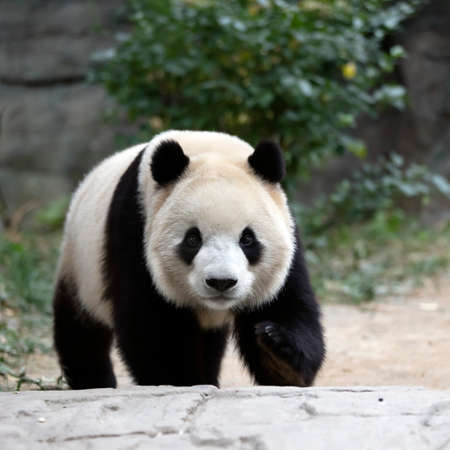 Giant panda in the zooの写真素材