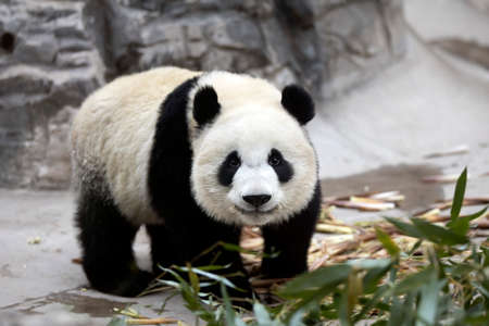 Giant panda in the zooの写真素材