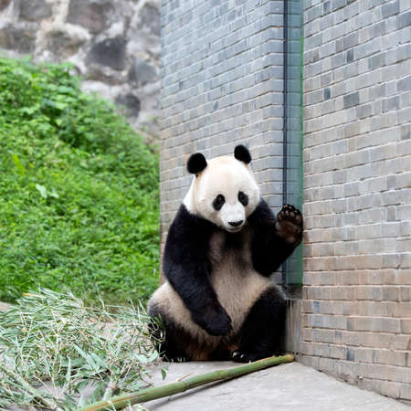 Giant panda in the zooの写真素材