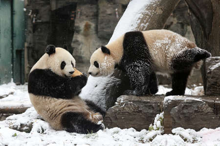 Giant panda in the zooの写真素材
