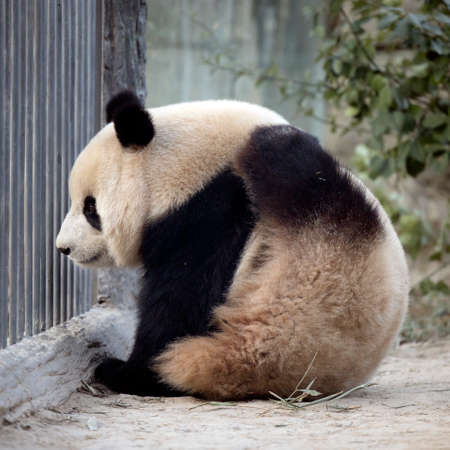 Giant panda in the zooの写真素材