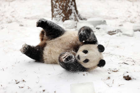 Giant panda in the zooの写真素材