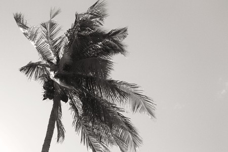 coconutの写真素材