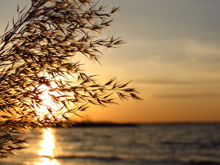 The bulrushe against sunlight over sky background in sunsetの写真素材