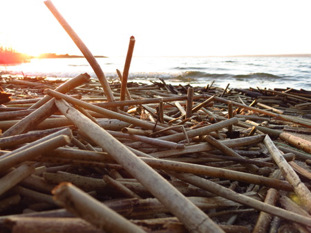 the dried stems of reeds against sunsetの写真素材