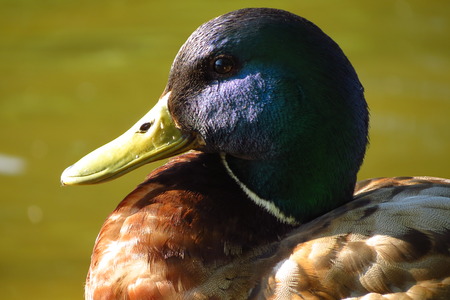Portrait of the wild duck close-upの写真素材