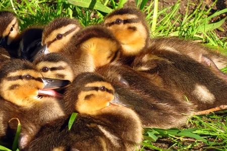 Group of yellow-black ducklings sitting in the low grassの写真素材