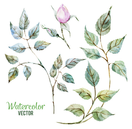 Beautiful vector image with gentle watercolor rosesのイラスト素材