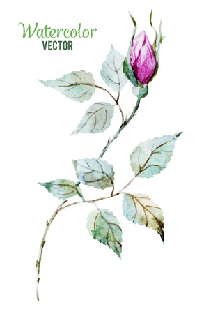 Beautiful vector image with gentle watercolor rosesのイラスト素材