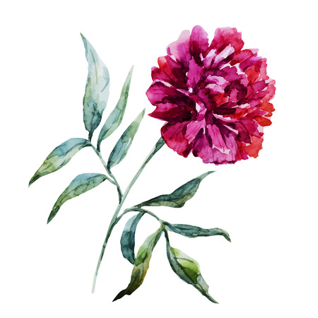 Beautiful vector image with nice watercolor peony flowerのイラスト素材
