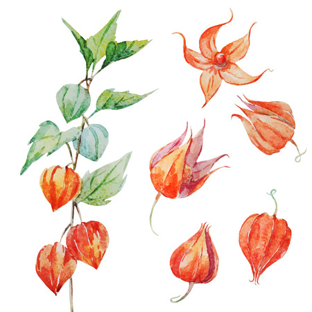 Beautiful vector isolated image with watercolor physalis flowerのイラスト素材