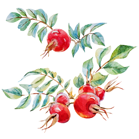 Beautiful vector image with nice watercolor dogrose flowersのイラスト素材