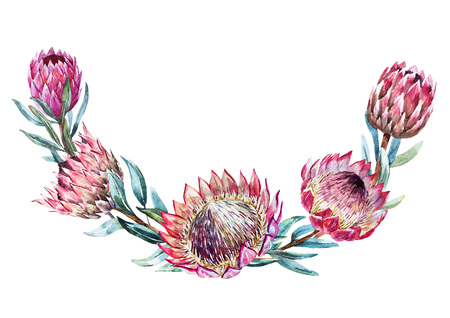 Beautiful vector image with nice watercolor tropical protea wreathのイラスト素材