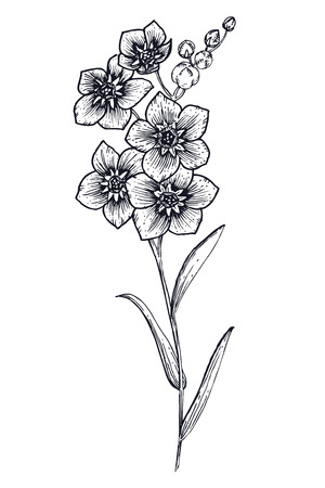 Beautiful vector image with nice hand-drawn flowerのイラスト素材