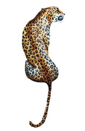 illustrated watercolor  leopardのイラスト素材