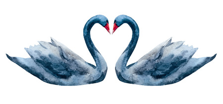 Beautiful image with nice watercolor hand drawn swansのイラスト素材