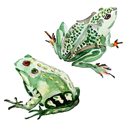 Beautiful image with nice watercolor hand drawn frogのイラスト素材