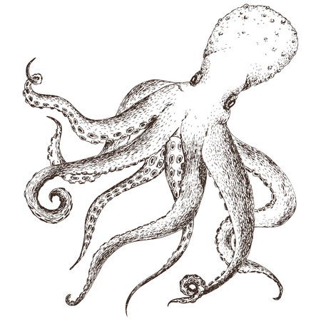 Beautiful image with nice hand drawn octopusのイラスト素材