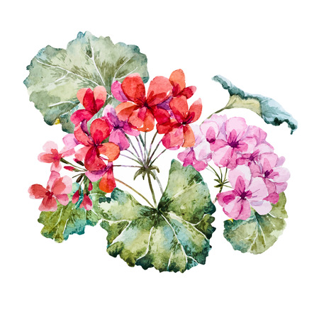 Beautiful image with nice hand drawn watercolor geranium flowersのイラスト素材