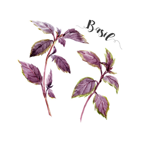 Beautiful image with nice watercolor hand drawn basilのイラスト素材