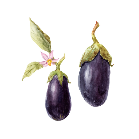 Beautiful image with nice watercolor hand drawn eggplantのイラスト素材